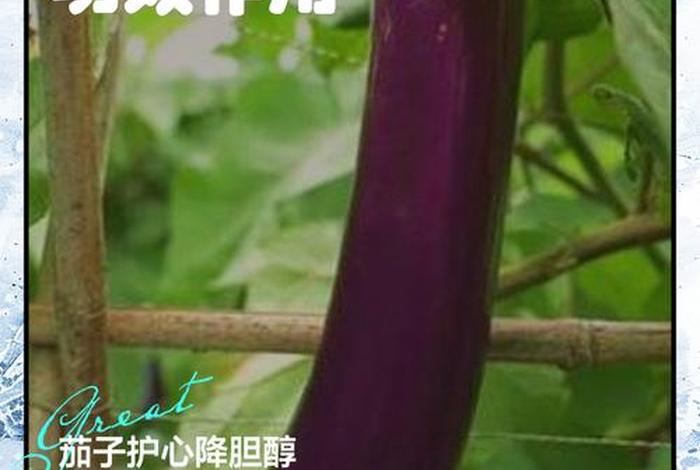 茄子生吃有什么好处和坏处，茄子生吃对身体好吗