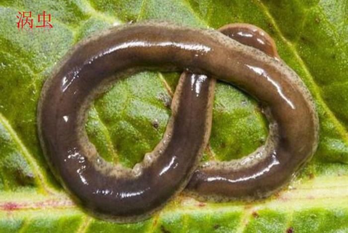 寄生生活的扁形动物有哪些 - 扁形动物中的寄生种类有哪些特征是对寄生生活的适应