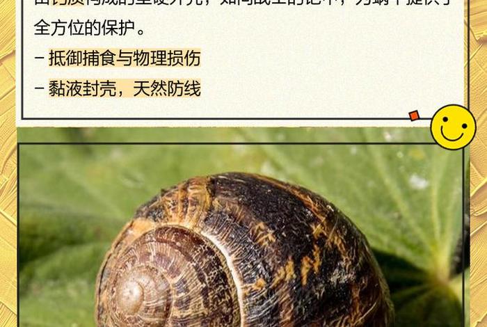 蜗牛生活习性是什么(蜗牛的生活特征和生活方式) 蜗牛生活习性是什么(蜗牛的生活特征和生活方式)
