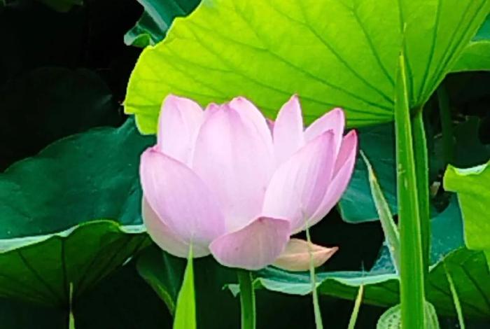 采集生活中的美好,寻找生活中的美素材 采集生活中的美好,寻找生活中的美素材