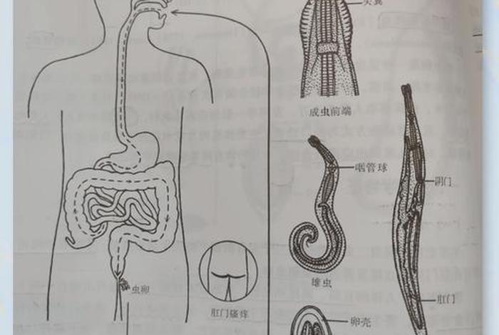 寄生生活与寄生的区别;寄生生活建立的条件是什么? 寄生生活与寄生的区别;寄生生活建立的条件是什么?