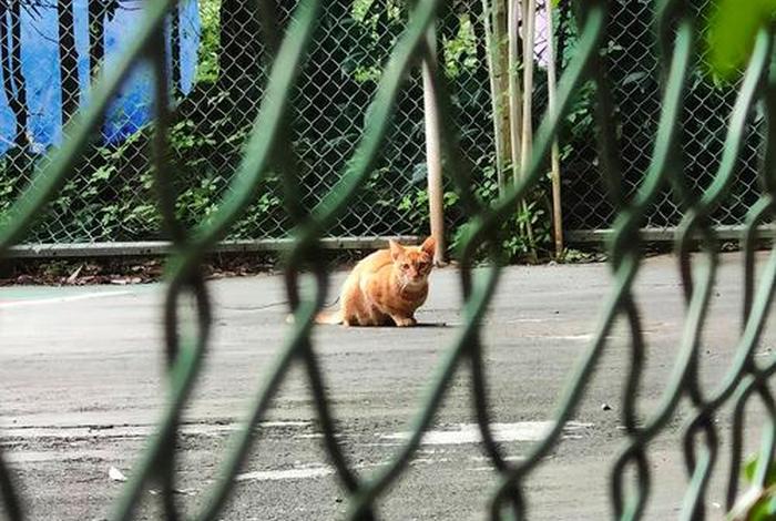 流浪猫的生活习性 - 流浪猫生活在怎样的环境里 流浪猫的生活习性 - 流浪猫生活在怎样的环境里