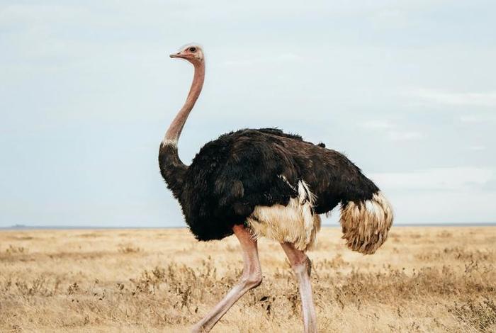 鸵鸟生活在哪个国家的哪个地方(鸵鸟生活在哪个洲) 鸵鸟生活在哪个国家的哪个地方(鸵鸟生活在哪个洲)