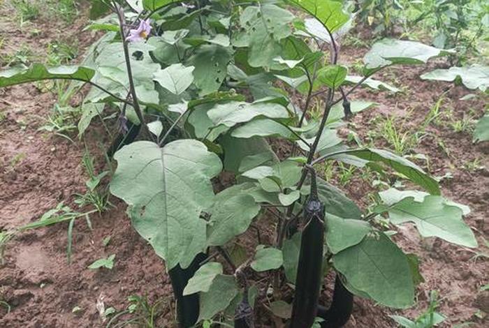 茄子生活在怎样的环境，茄子生长在哪里图片