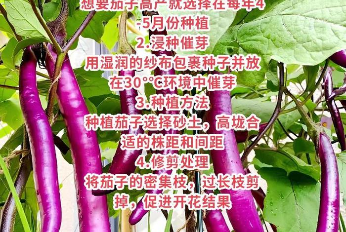 茄子生活习性;茄子的生活 茄子生活习性;茄子的生活