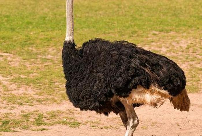 鸵鸟生活在非洲国家，鸵鸟在非洲什么地方生存