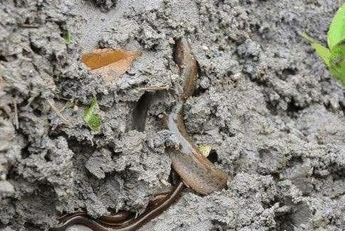 泥鳅生活在什么样的环境；泥鳅生活在陆地上还是生活在水中