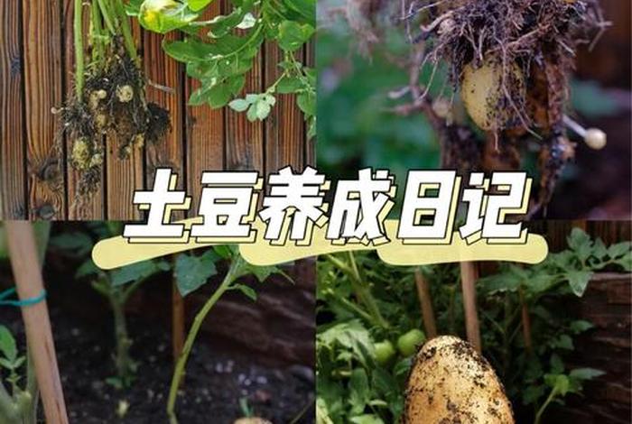 生活好帮手-土豆种树小妙招 - 种 土豆