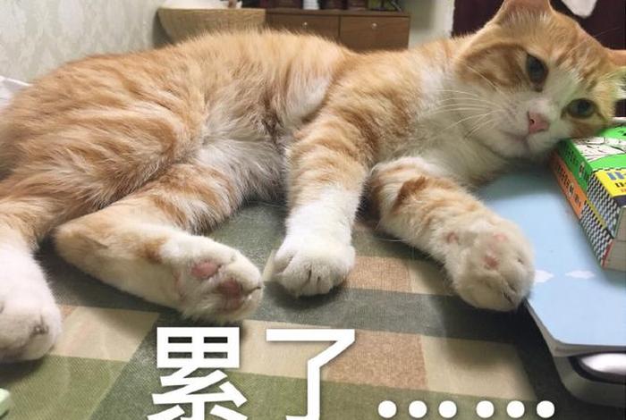 生活累的图片表情包、生活累的图片表情包可爱 生活累的图片表情包、生活累的图片表情包可爱