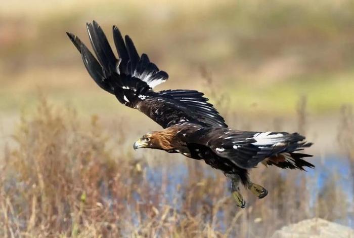 鹰主要生活在哪里，鹰主要生活在什么地方