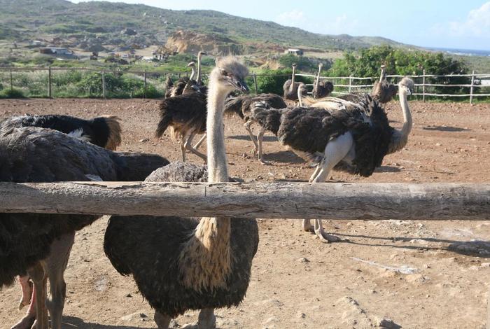鸵鸟生活环境 - 鸵鸟生存的环境是什么 鸵鸟生活环境 - 鸵鸟生存的环境是什么