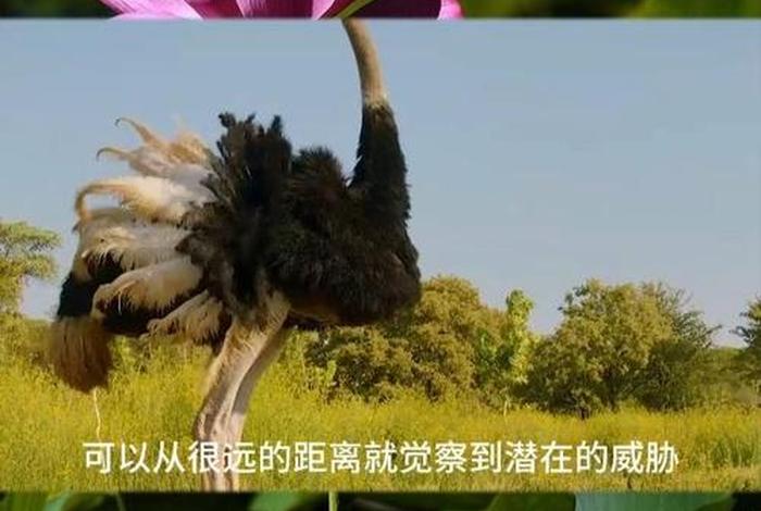 鸵鸟生活环境植物、鸵鸟鸟类特点适应生存的环境 鸵鸟生活环境植物、鸵鸟鸟类特点适应生存的环境