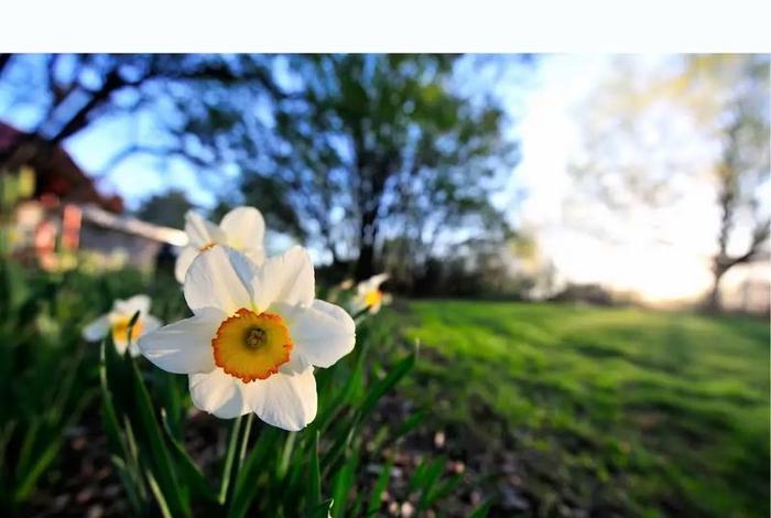 生活犹如锦上花;生活如同锦上花 生活犹如锦上花;生活如同锦上花