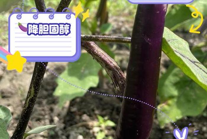 茄子生吃 茄子生吃的作用与功效 茄子生吃 茄子生吃的作用与功效