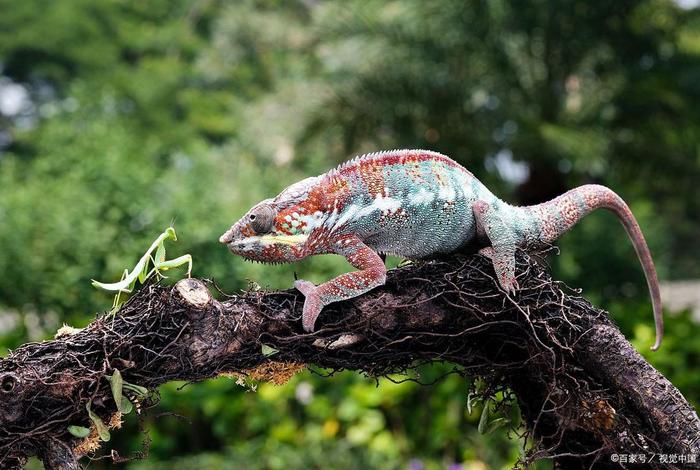 变色龙在哪里生活、变色龙生活在哪里喜欢吃什么 变色龙在哪里生活、变色龙生活在哪里喜欢吃什么