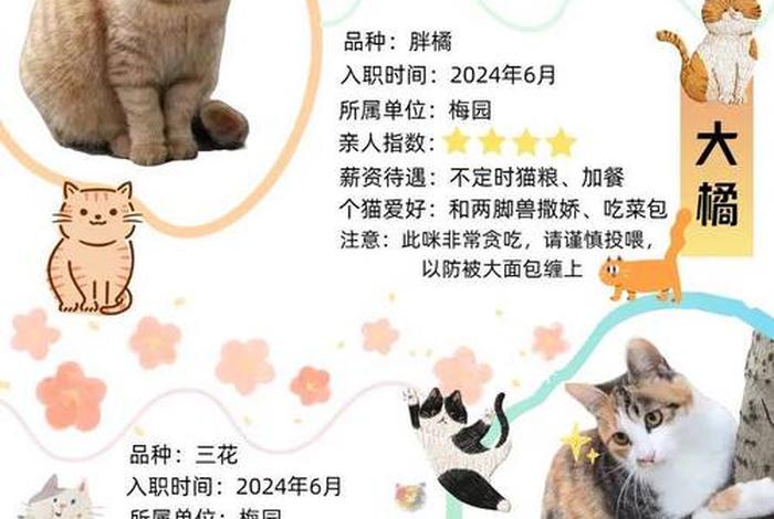 爱猫生活小组,爱猫生活小组暗号是什么 爱猫生活小组,爱猫生活小组暗号是什么