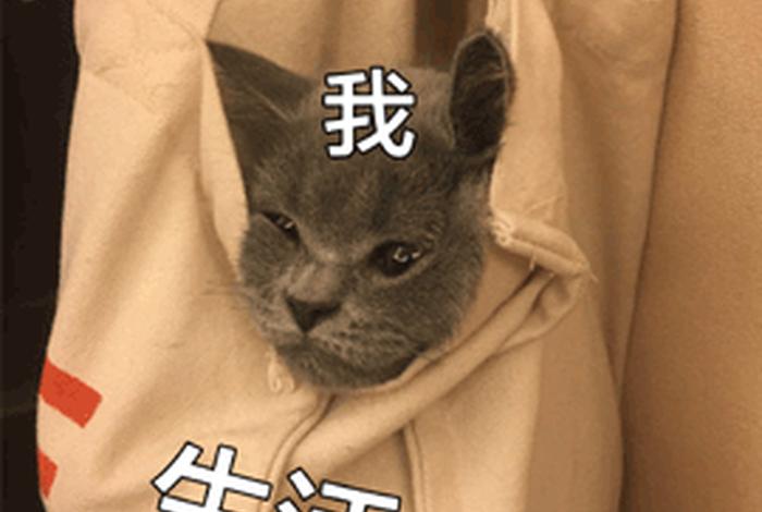 生活与我全系列表情包图片 生活与我表情包是什么意思