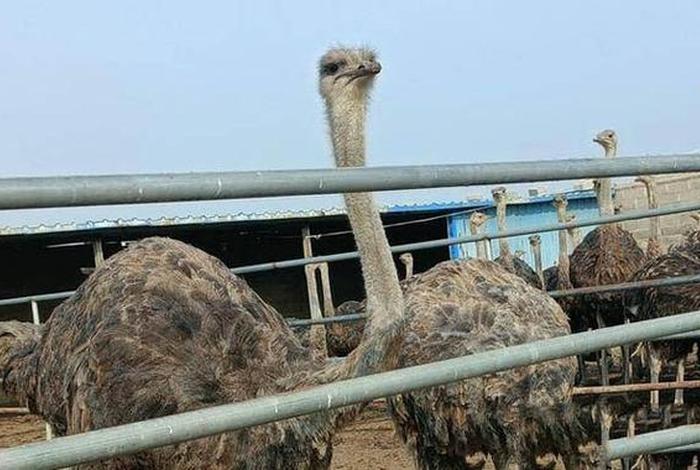 鸵鸟生活在沙漠还是草原；鸵鸟生活在干旱地区还是炎热地区