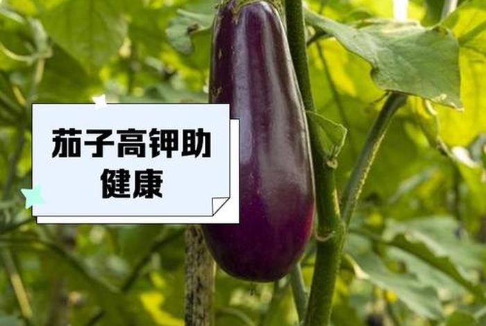 茄子生长温度,茄子生长温度一览表 茄子生长温度,茄子生长温度一览表