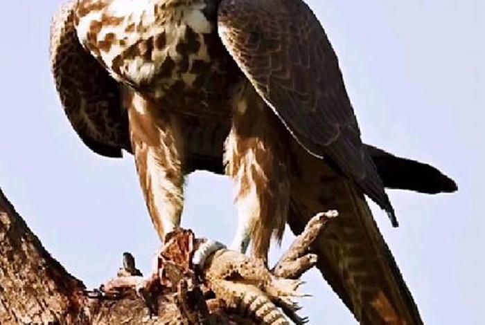 鹰的生活特征和特点、鹰的特征和生活环境 鹰的生活特征和特点、鹰的特征和生活环境