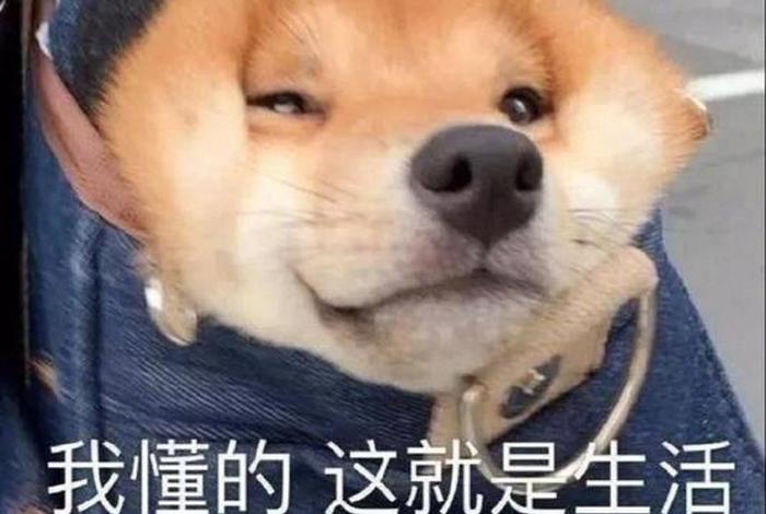 生活表情包图片、生活 表情