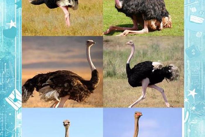 鸵鸟生活习性和特点 鸵鸟特点及生存环境 鸵鸟生活习性和特点 鸵鸟特点及生存环境