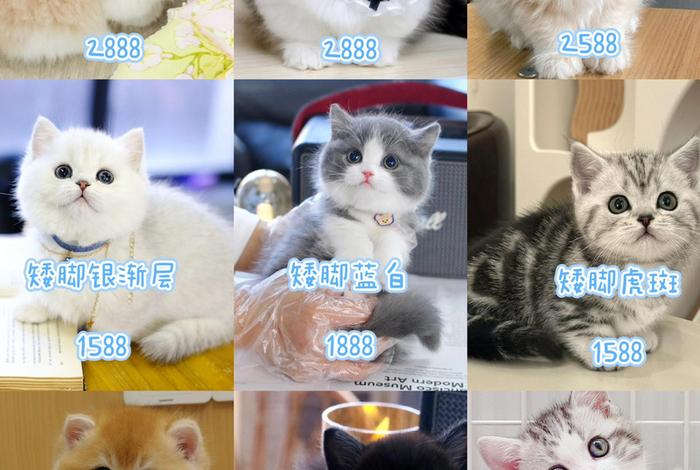 爱猫生活的团购都是真的吗；爱生活爱猫猫
