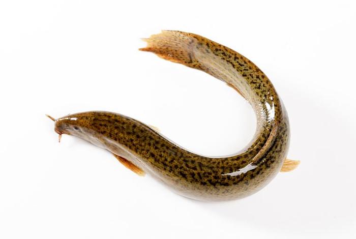 泥鳅生活图片卡通 - 泥鳅活的图片 泥鳅生活图片卡通 - 泥鳅活的图片