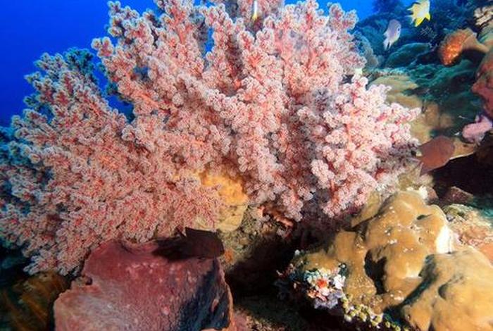 珊瑚生活图片、珊瑚生存现状 珊瑚生活图片、珊瑚生存现状