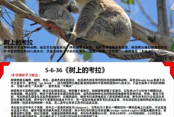 考拉生活在哪个国家，考拉生活在哪个国家英文