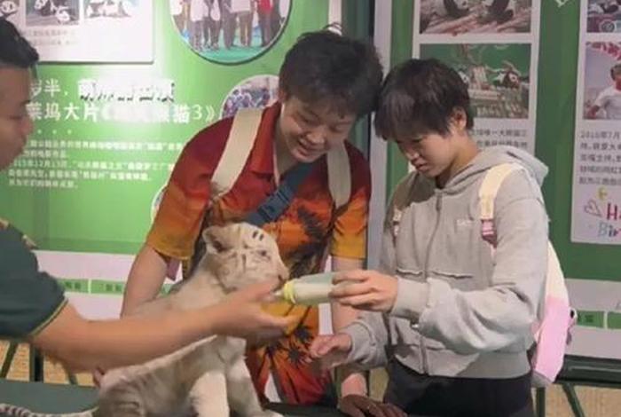 产后的母亲给小老虎喂奶 人奶喂养小老虎 产后的母亲给小老虎喂奶 人奶喂养小老虎