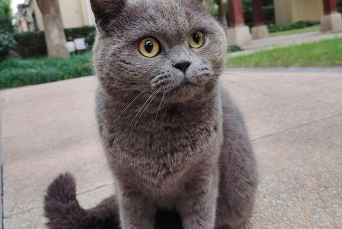 流浪猫的花语是什么、流浪猫吉祥 流浪猫的花语是什么、流浪猫吉祥