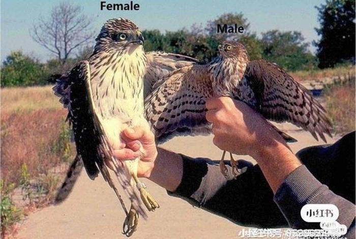 鹰的生长生活 鹰的生长过程图 鹰的生长生活 鹰的生长过程图