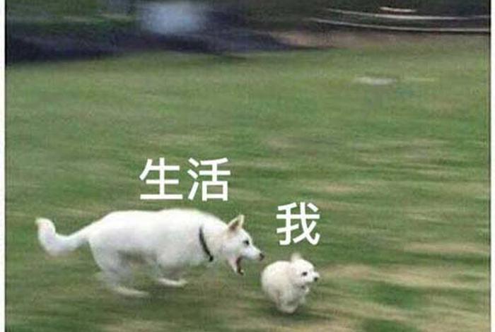 生活我表情包无字原图,生活 我表情包原图 生活我表情包无字原图,生活 我表情包原图