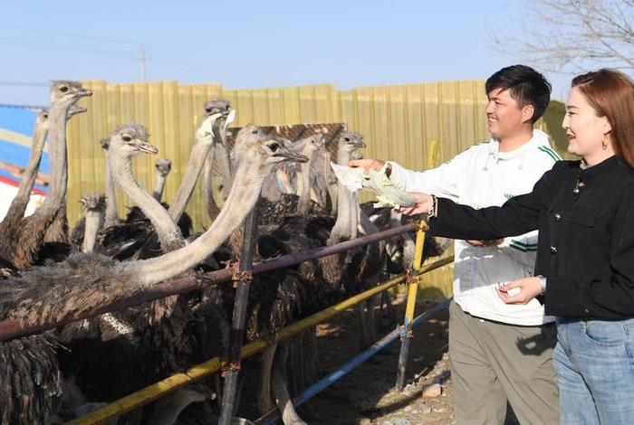鸵鸟生活环境,鸵鸟生存的环境是什么 鸵鸟生活环境,鸵鸟生存的环境是什么