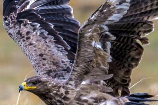 鹰的生活特点，鹰有什么特点