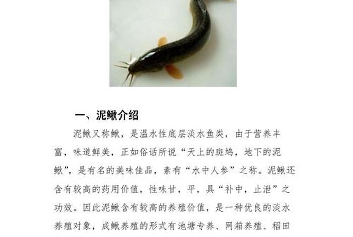 泥鳅生活习性和养殖方法,泥鳅养殖条件 新闻 泥鳅生活习性和养殖方法,泥鳅养殖条件 新闻