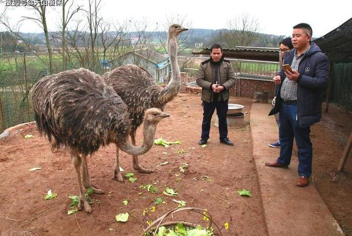 鸵鸟生活在多少温度适合(鸵鸟生存环境气温20以下可以吗?) 鸵鸟生活在多少温度适合(鸵鸟生存环境气温20以下可以吗?)