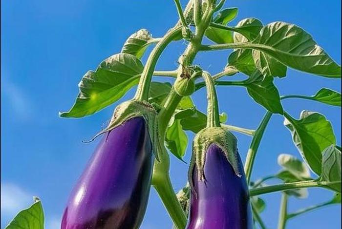 茄子生活APP - 茄子生活环境