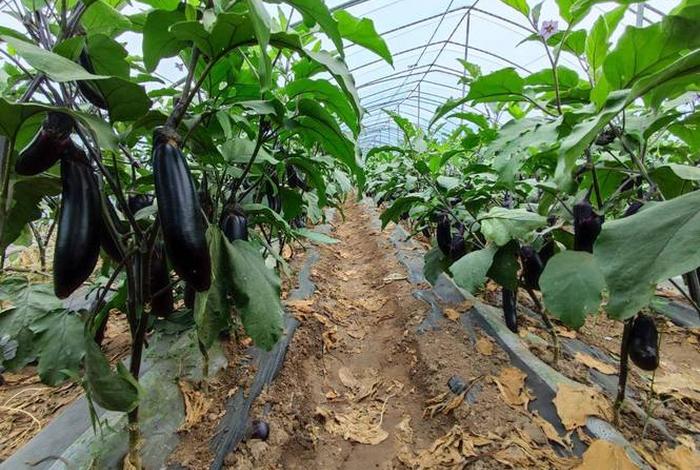 茄子生活在哪个地方（茄子喜欢在哪里生活）