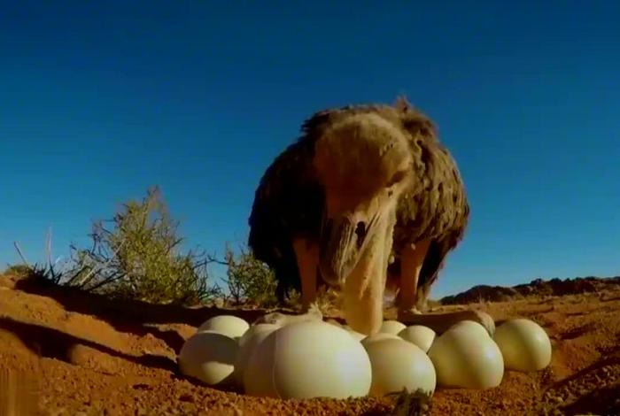 鸵鸟生活在沙漠里吗、鸵鸟是不是生活在沙漠里 鸵鸟生活在沙漠里吗、鸵鸟是不是生活在沙漠里