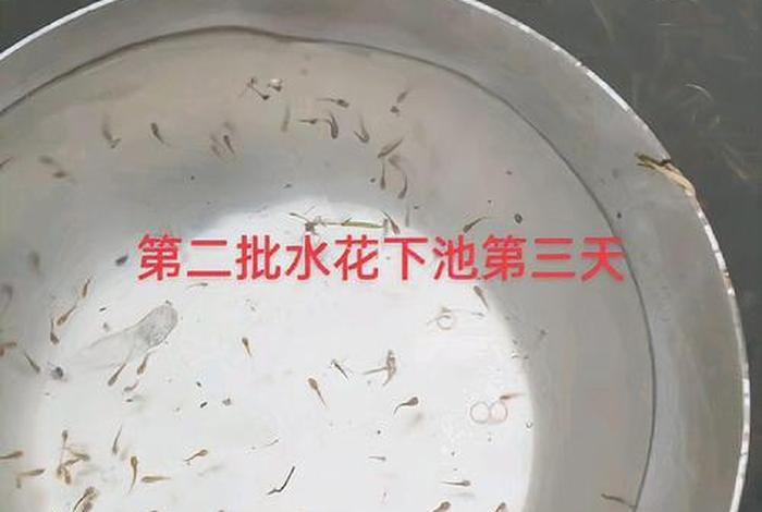 泥鳅生活温度，泥鳅最低生存温度