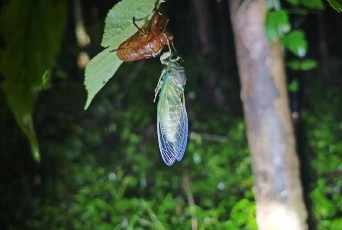 蝉的生活环境，蝉的生活环境和特征