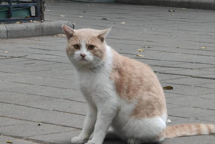 流浪猫的生活现状，流浪猫的生活现状是什么