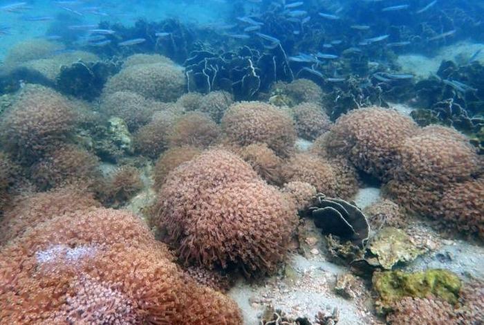 珊瑚生活的水温是多少，珊瑚温度最低多少度