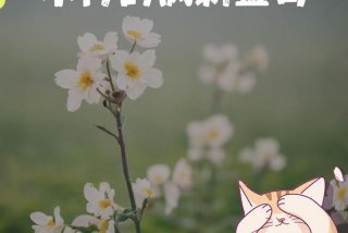 不会生活的男人、一个不会生活的男人