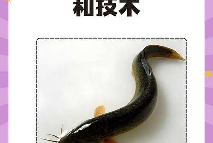 泥鳅生活习俗(泥鳅生活的地方) 泥鳅生活习俗(泥鳅生活的地方)