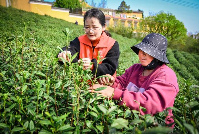 茶园情侣生活照片 - 茶园拍摄 茶园情侣生活照片 - 茶园拍摄