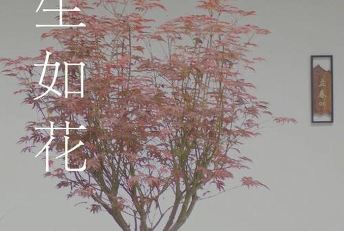 生活如画完整版 生活如花图片 生活如画完整版 生活如花图片