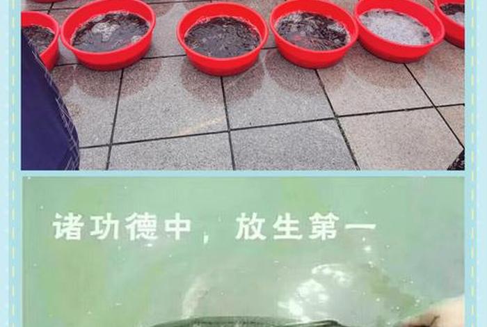 放生活动真相；放生的真实案例